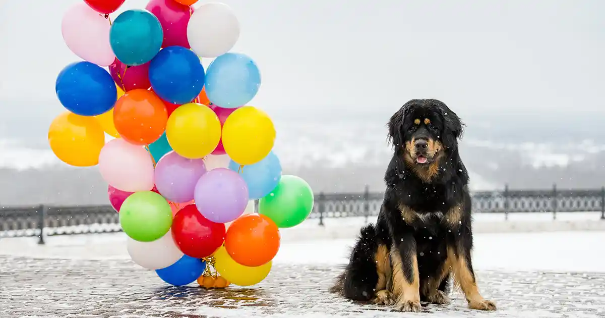 Large-scale professional Qualatex balloon installation at an upscale event venue